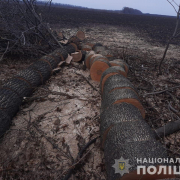 В Харьковской области “черных лесорубов” поймали “на горячем” (фото)